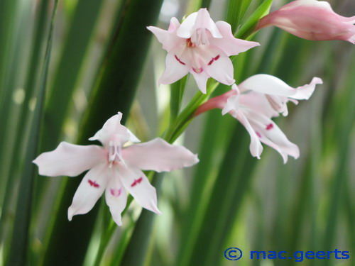 Gladiolus carneus